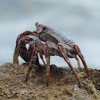 Red Rock Crab   Sally Lightfoot Crab