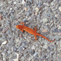Eastern Newt (Red Eft stage)