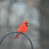 Northern Cardinal