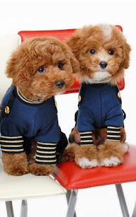 How to mod Poodle Wallpapers HD 1.0 mod apk for laptop