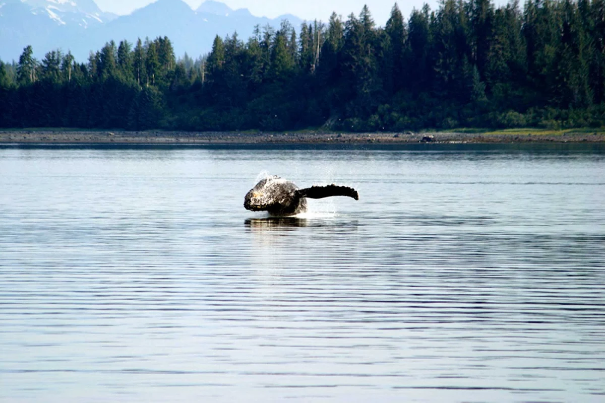 Glacier-Bay-whale jump - A whale breeching in Glacier Bay National Park, Alaska.