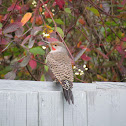 Northern Flicker