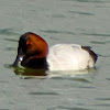 Canvasback Duck