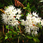 Bog Labrador tea