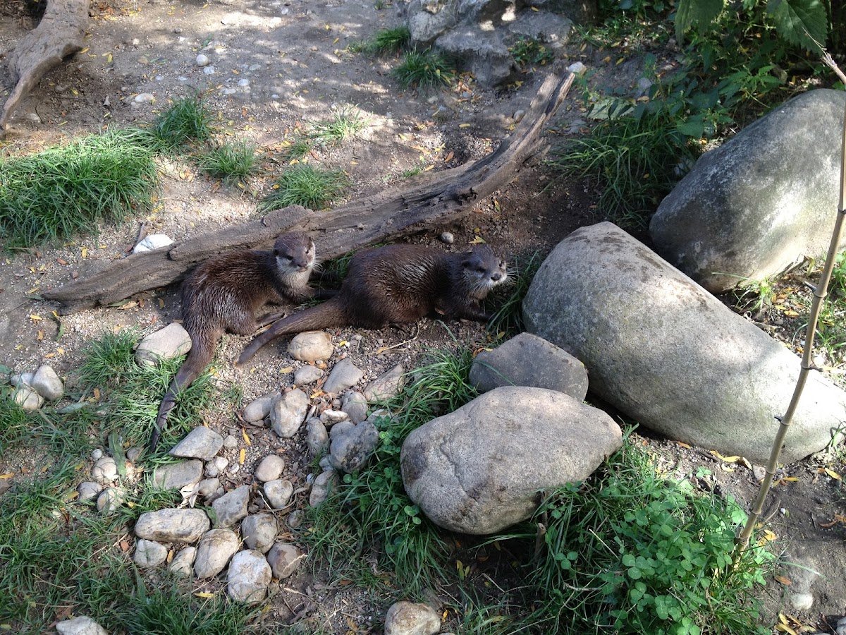 Asian Small-Clawed Otter