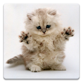 Cat Wallpapers!