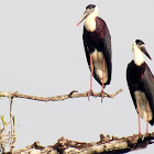 Woolly-necked Stork