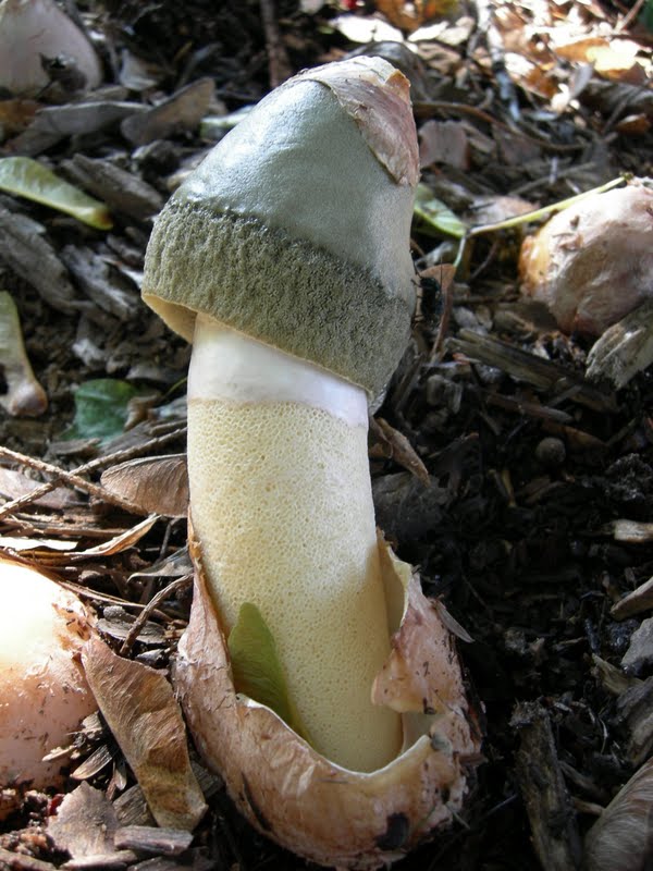 Phallus ravenelii (Stinkhorn)
