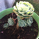 Hen and chicks