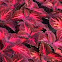 Stained glass coleus