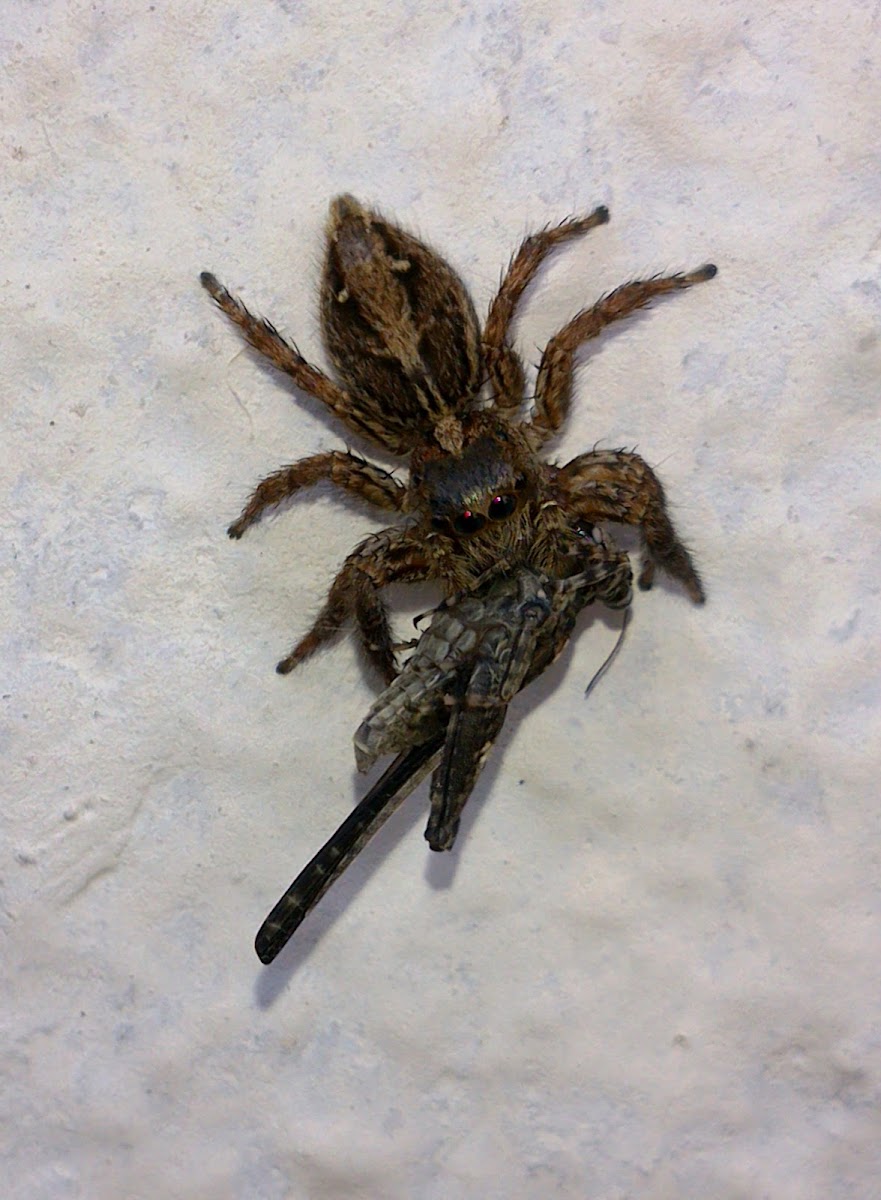 Pantropical Jumping Spider (♀)
