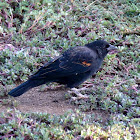 Red-winged Blackbird (juvenile male)