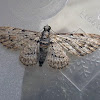 Insigillated Carpet (moth)