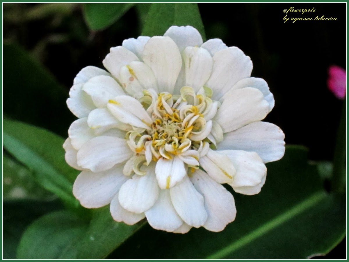 White Zinnia Flowers