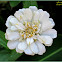 White Zinnia Flowers