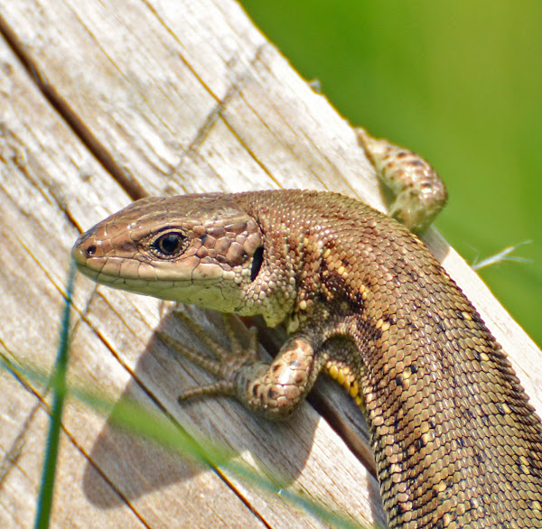 viviparous-lizard-project-noah
