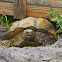 African Spur Thigh Tortoise