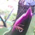 Eastern leaf-footed bug