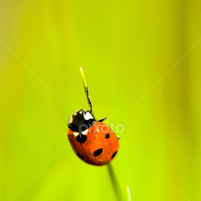 by Ejaz Ahmed - Animals Other