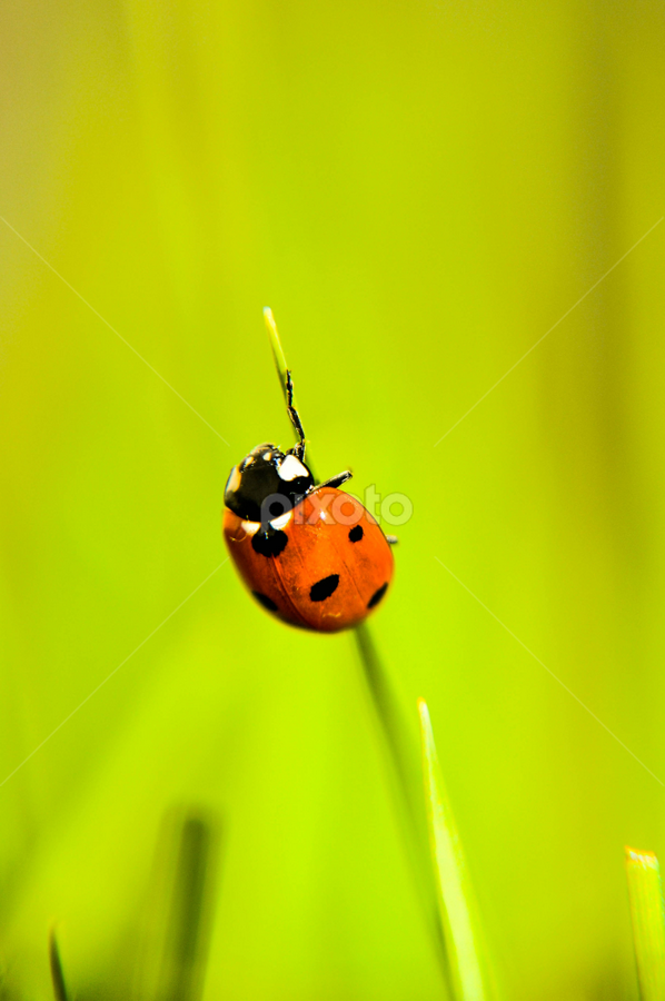 by Ejaz Ahmed - Animals Other