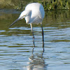 Little Egret; Garceta Común