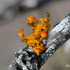 Golden eye lichen