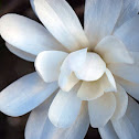 Magnolia Bush