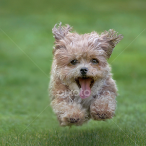 Catch the Ball by Michael Milfeit - Animals - Dogs Running