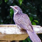 Koel