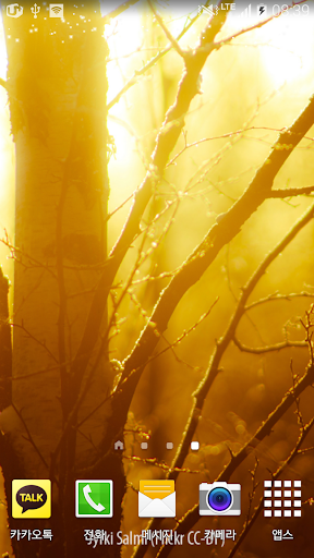 눈부신가을아침숲배경
