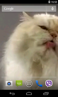 Cat screen licks Video LWP(圖2)-速報App