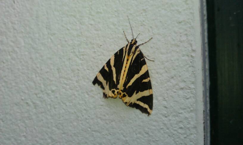 Jersey Tiger Moth