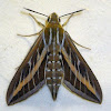 Striped Hawk-moth