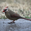 Northern Cardinal, Leucistic
