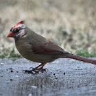 Northern Cardinal, Leucistic