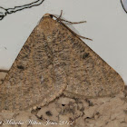 Acanthovalva Moth