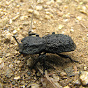 Ironclad beetle