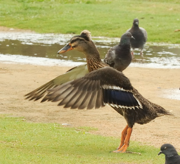 crested-mallard-duck-project-noah