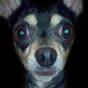 Escuadron Canino.apk 1.1