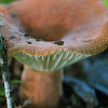 Milk cap mushroom