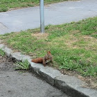 Squirrel