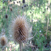 Teasel