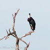 Woolly-necked Stork