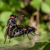 House Fly or Flesh fly