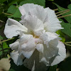 Confederate Rose/Cotton Rosemallow