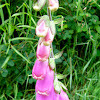 Foxglove