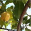 Lemon Tree (Citrus limon)