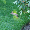 Eastern cottontail rabbit