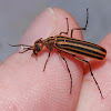 Striped blister beetle