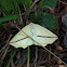 Yellow slant-lined moth